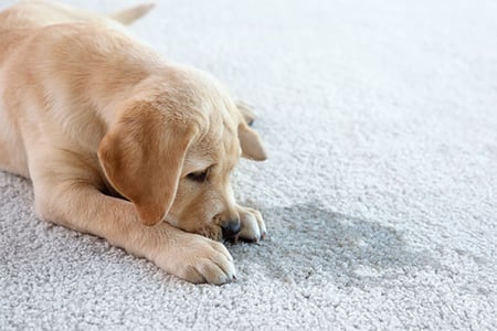 Proven Process to Remove Pet Urine from Carpets (Part 1)